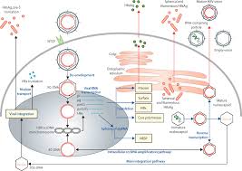 It's caused by a virus. A Global Scientific Strategy To Cure Hepatitis B The Lancet Gastroenterology Hepatology