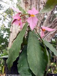 Image result for Dalechampia