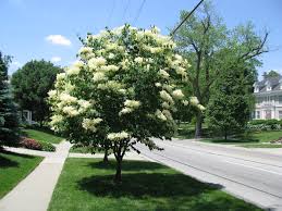 Check spelling or type a new query. Plant Of The Month Japanese Tree Lilac Nebraska Extension Community Environment Nebraska