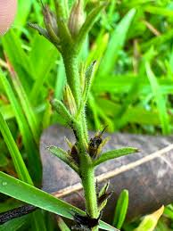 Image result for Striga hallaei