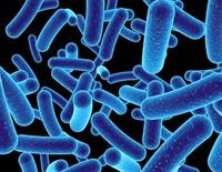 The Hidden Sabotage: How Common Sweeteners Decimate Your Gut's Defense Army (New Study Reveals the Mechanism)