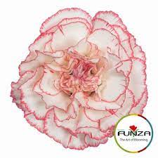 Gandia Carnations Flowers Peppermint