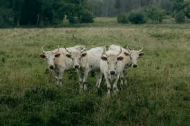 Image result for chillingham cattle