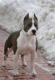 10 Reasons Why Pit Bulls Rule Petfinder Pitbull Terrier Dog Breeds Terrier Dog Breeds