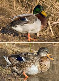 Die enten reagieren empfindlich auf licht. Stockente Wikipedia