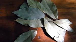 This hardy herb can adapt to dry or rocky, shallow soil and will thrive in your. 7 Herbs That Deter Flies Naturally Howstuffworks