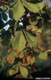 It is hard to believe that such exquisite flowers are produced by a tree, they seem more likely to be produced by an orchid. Horse Chestnut Diseases What S Wrong With My Horse Chestnut Tree