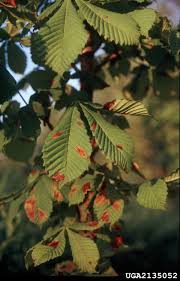 If they are palmate, meaning the leaves radiate out from a center point like spokes on a wheel, there is a good chance that the tree in question is a horse chestnut tree. Horse Chestnut Diseases What S Wrong With My Horse Chestnut Tree