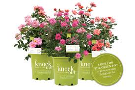 If a chocolate card is purchased the discount is applied to the greeting card only not the chocolate element of this product. Where To Buy The Knock Out Family Of Roses