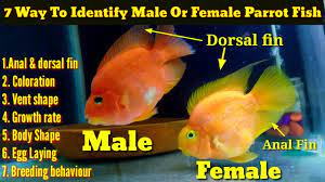My blood parrot fish had babies and i dont want them to die. 7 Way To Identify Male Or Female Parrot Fish Youtube