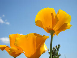 Compare prices on popular products in wall decor. Poppy Landscape Poppies Flowers Blue Sky 12 Baslee Troutman Photograph By Patti Baslee