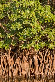 Image result for Rhizophora racemosa