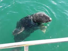 Sur wawa city, vous allez découvrir une nouvelle façon de télécharger : Seals Dutch Seal Tours Seals Tour Trips