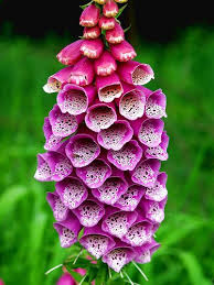 Pin On Gardening