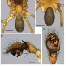 Image result for Agelanthus tanganyikae