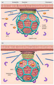 Clathrin is a protein that plays a major role in the formation of coated vesicles. How Does The Clathrin Coated Vesicle Neck Narrow Mbinfo