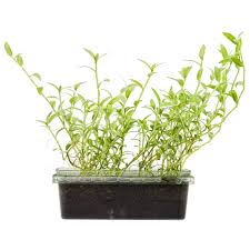 Image result for Cyanotis