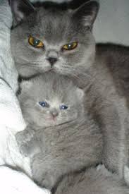 Too Adorable 24th April 2015 Pretty Cats Beautiful Cats Cute Animals