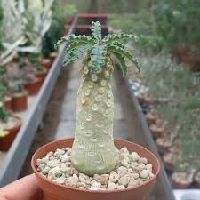 Image result for Dorstenia