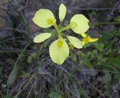 Image result for Moraea carsonii