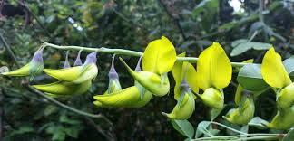 Image result for Crotalaria bernieri