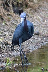 Small Bird With Long Legs And Long Beak Little Blue Heron The Herons Are Long Legged Freshwater Coastal Birds With 64 Recognized Species Although Herons Resemble Bi Coastal Birds Blue Heron Birds