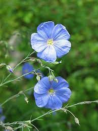 Gemeiner Lein Flax Flowers Flowers Beautiful Flowers