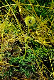 Image result for Ascolepis protea