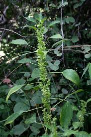 Image result for Acalypha fimbriata