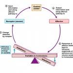Homeostasis Positive Negative Feedback Mechanisms Anatomy Physiology