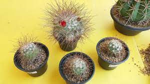 Water more often in summer than in winter. Cactus Lanka Home Facebook