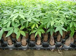 Image result for pachira obrázek