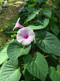 Image result for Stictocardia