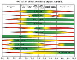 Cannabis Npk Autoflower Seed Shop