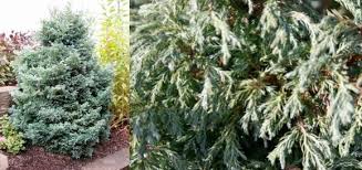 Soft, bright, silvery blue foliage twists around the branchlets and forms a dense, upright. Chamaecyparis Pisifera Baby Blue Stonepocket Know What You Grow