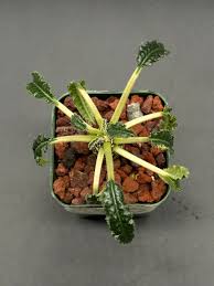 Image result for Dorstenia buchananii