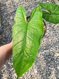 You can say this is the optimum. Pin On Alocasia Colocosia Anthurium