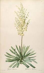 Yucca Filamentosa Vital To Yucca Moth And Giant Skipper Favored By Black Chin Or Broadtail Hummers Yucca Filamentosa Botanical Floral Art Yucca Plant