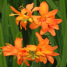 Image result for Summerhayesia zambesiaca