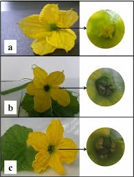 Such flowers make male and female gametes and ensure that fertilisation takes place so that new seeds are formed for the reproduction of plant. Flower Types In Melon A Staminate Flower With Only Male Download Scientific Diagram