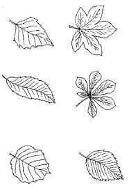 Coloriage Feuilles Feuilles 1 A Colorier Allofamille Leaf Coloring Page Leaf Identification Coloring Pages