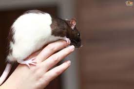 Tips On Bathing Your Pet Rat Pets4homes