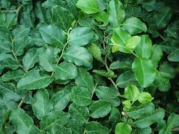 Image result for Mystroxylon