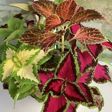 Graines pour jardin d interieur. Graines De Coleus Arc En Ciel En Sachet De 300 Graines Tres Joli