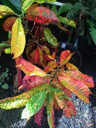 Image result for Croton kilwae