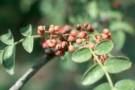 Image result for Zanthoxylum