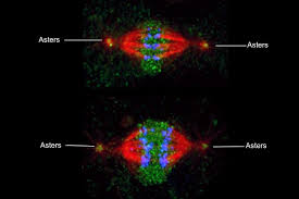 In plant cells, microtubules form at many sites within the cell, but in animal cells, microtubules begin at the centrosome, an organelle near the nucleus of the cell that also participates in cell division. Asters Star Shaped Microtubule Arrays