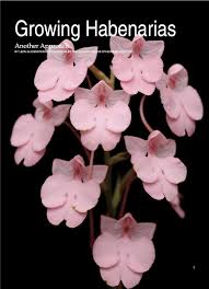Image result for Habenaria afra