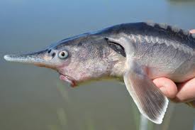 .in the river gironde (france) , the river guadalquivir (spain) and lake ladoga (russia) (according to common sturgeon, in having a tip of the snout much broader than the mouth, in the keel of the. Scientists Accidentally Bred The Fish Version Of A Liger The New York Times