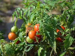 The product should never be heated above 55°c (131°f), and should not be stored for long periods of time at a temperature in excess of 25°c (77°f). 10 Natural Pesticides With Recipes And How To Use Them Gardening